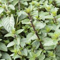 Munt (x3) - Mentha x piperita Chocolate - Bakker