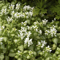 Gevlekte dovenetel 'White Nancy' - Lamium maculatum white nancy - Bakker