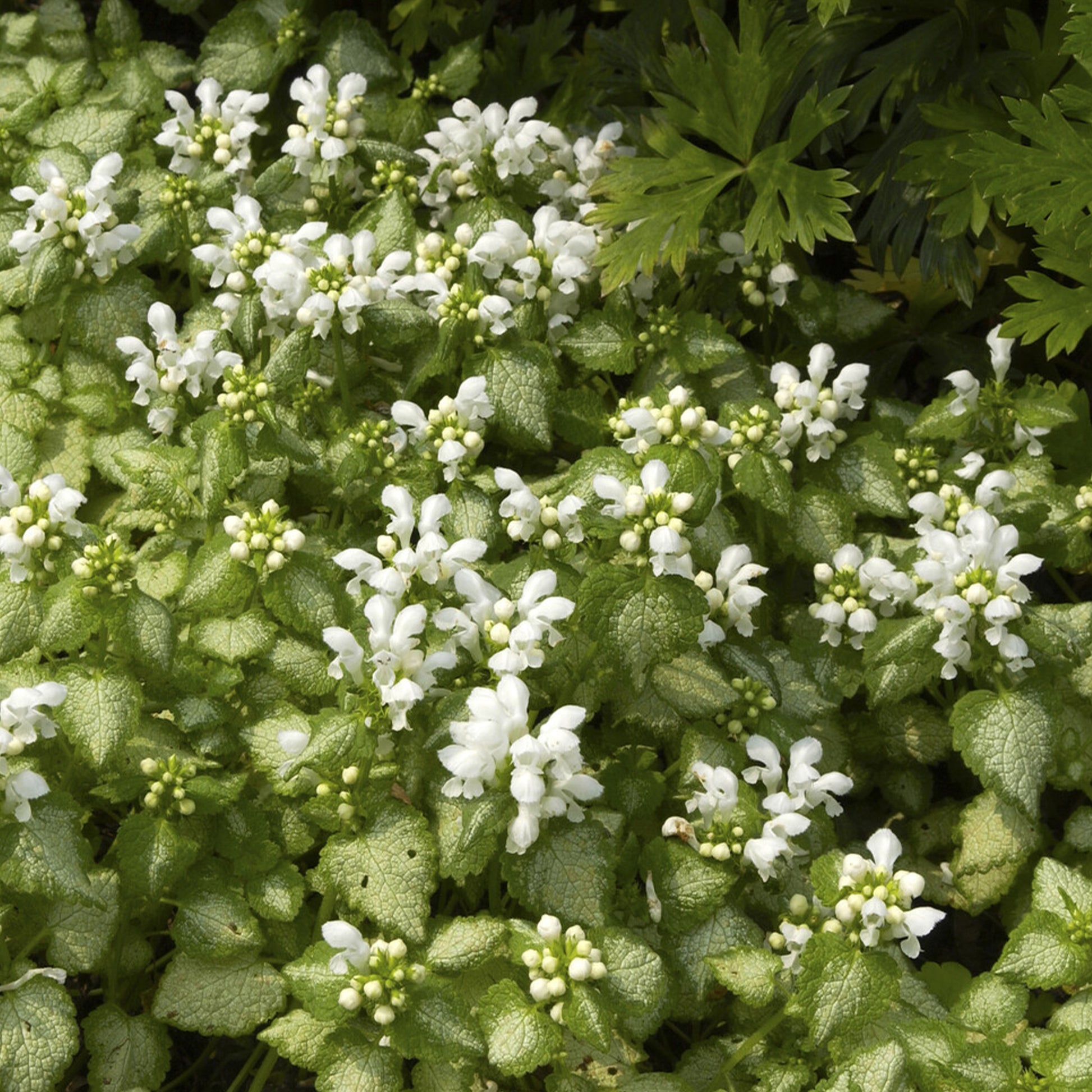 Gevlekte dovenetel 'White Nancy' - Lamium maculatum white nancy - Bakker