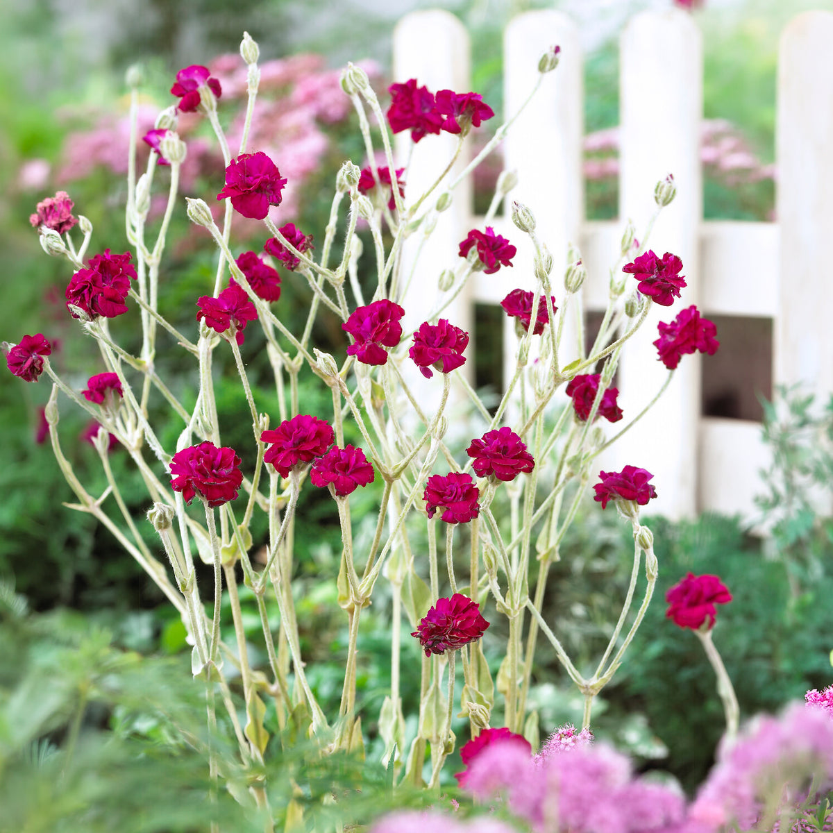 Koekoeksbloem Gardener's World - Bakker