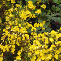 Teunisbloem 'Sonnewende' (x3) - Oenothera fruticosa Sonnenwende - Bakker