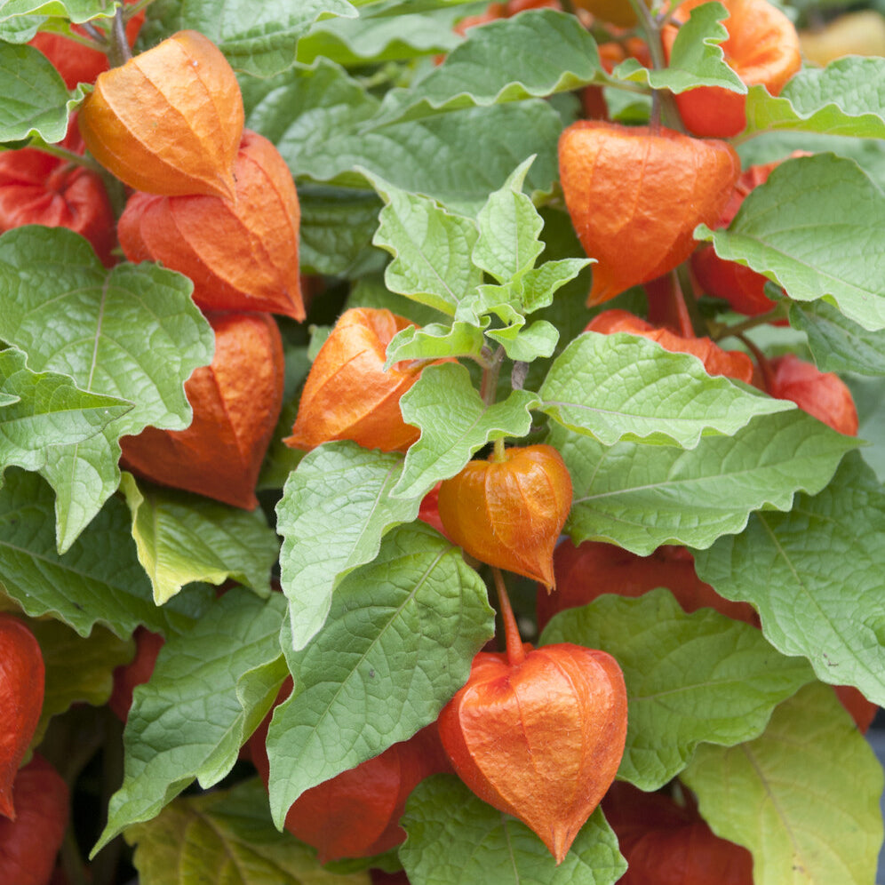 Goudbes 'Coqueret de Franchet' - Bakker