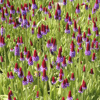 Primula vialii - Sleutelbloem Vial Sleutelbloem - Vaste planten