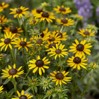 Vaste planten - Zonnehoed Little Goldstar - Rudbeckia fulgida Little Goldstar