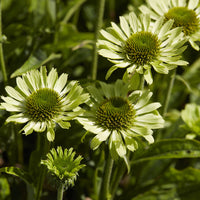Zonnehoed Little Goldstar - Rudbeckia fulgida Little Goldstar - Bakker