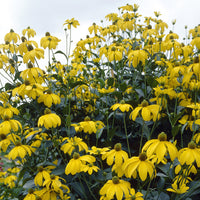 Rudbeckia - Zonnehoed Herbstsonne Zonnehoed Autumn Sun - Rudbeckia nitida Herbstsonne