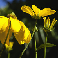 Zonnehoed Herbstsonne Zonnehoed Autumn Sun - Rudbeckia nitida Herbstsonne - Bakker