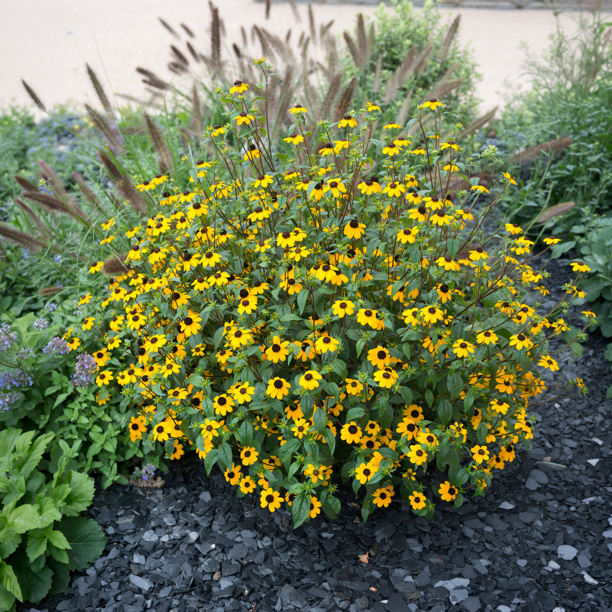 Zonnehoed tribola - Rudbeckia  triloba - Bakker