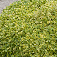 Siersalie officinale Aurea Siersalie - Salvia officinalis Aurea - Bakker