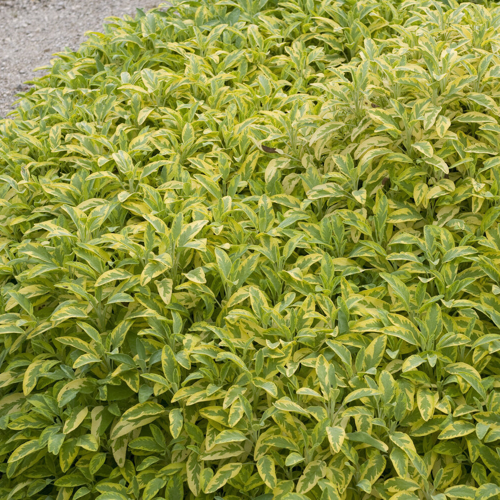 Siersalie officinale Aurea Siersalie - Salvia officinalis Aurea - Bakker