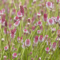 Grote pimpernel Pink Tanna - Sanguisorba officinalis Pink Tanna - Bakker