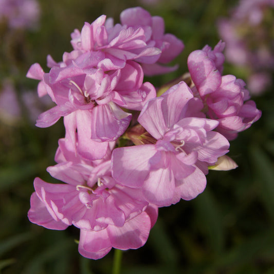Zeepkruid Rosea Plena - Bakker