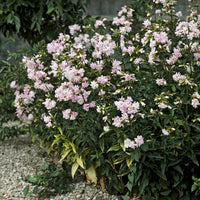 Zeepkruid Rosea Plena - Saponaria officinalis Rosea Plena - Bakker
