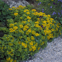 Sedum kamtschaticum - Vetkruid Kamtschaka (x3) - Vaste planten