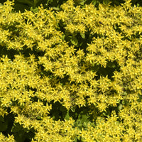 Vaste planten - Vetkruid Kamtschaka (x3) - Sedum kamtschaticum