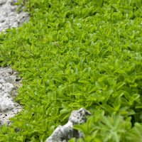 Vetkruid Kamtschaka (x3) - Sedum kamtschaticum - Bakker