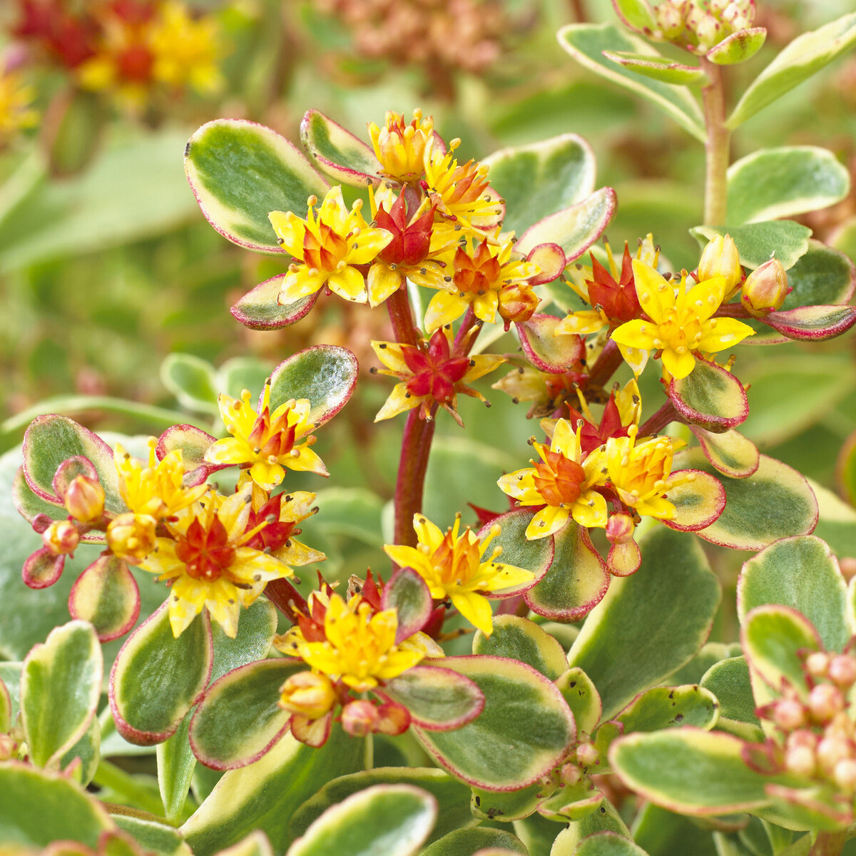 Sedum kamtschaticum Variegatum - Vetkruid Kamtschaka Variegatum - Vaste planten