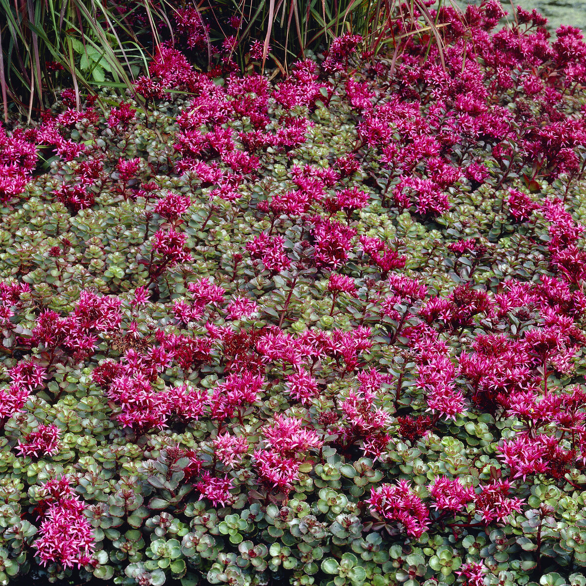 Verkoop 3 bodembedekkende vaste planten - Thymus serphyllum, Sedum acre , Sedum spurium