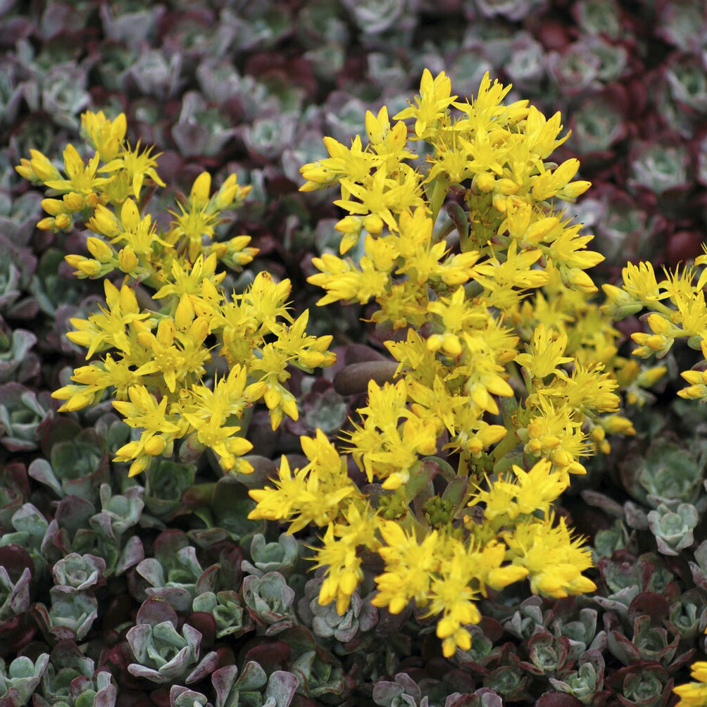 Vetkruid spatulé Purpureum - Bakker