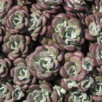 Sedum spathulifolium Purpureum - Vetkruid spatulé Purpureum (x3) - Vaste planten