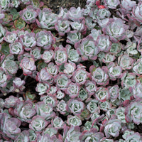 Vetkruid spatulé Purpureum (x3) - Sedum spathulifolium Purpureum - Bakker