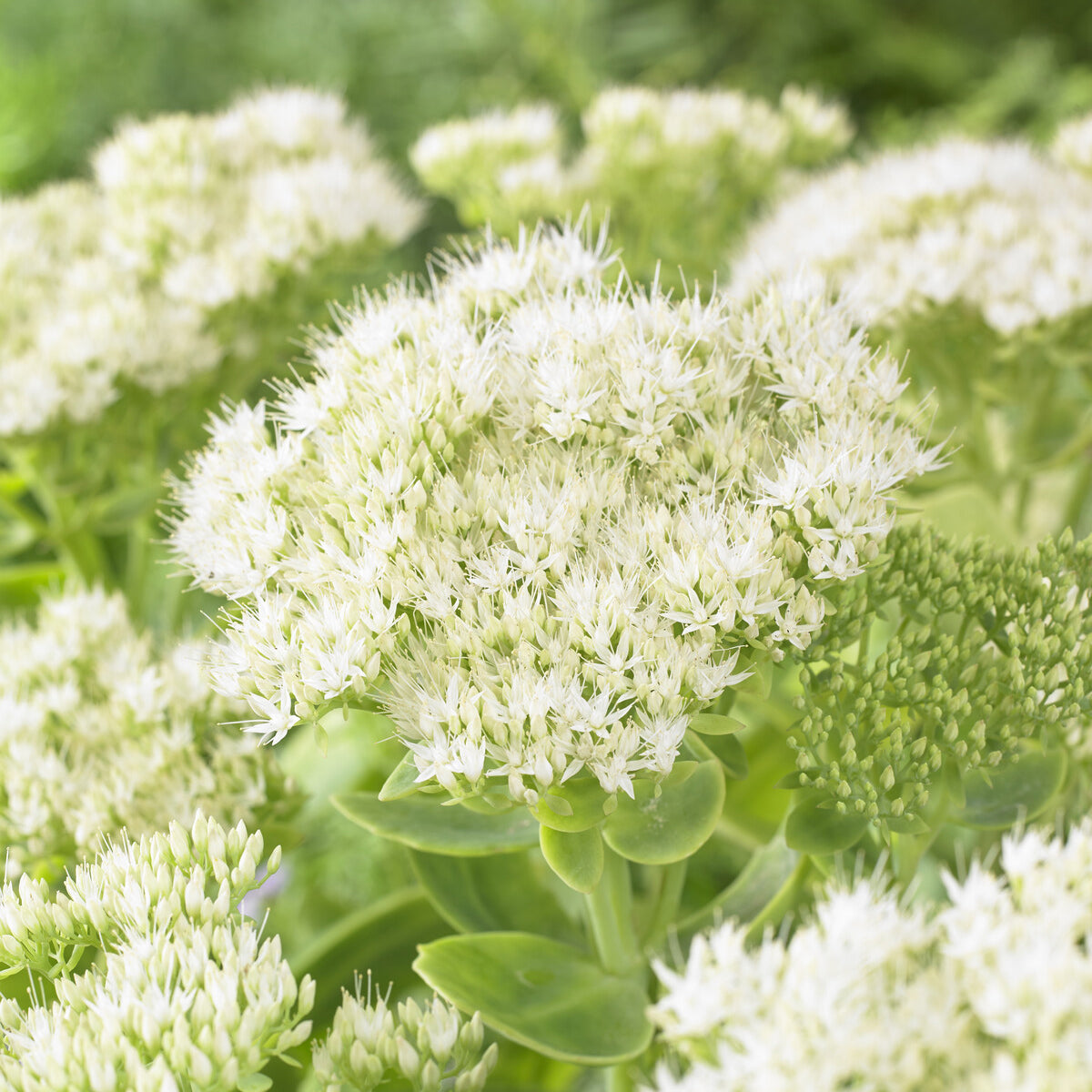 Vetkruid 'Stardust' - Sedum spectabile Stardust - Bakker