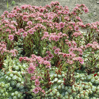 Huislook Sempervivum arachnoideum - Sempervivum arachnoideum - Bakker