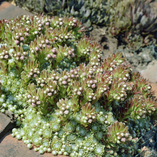 Huislook Sempervivum arachnoideum - Bakker