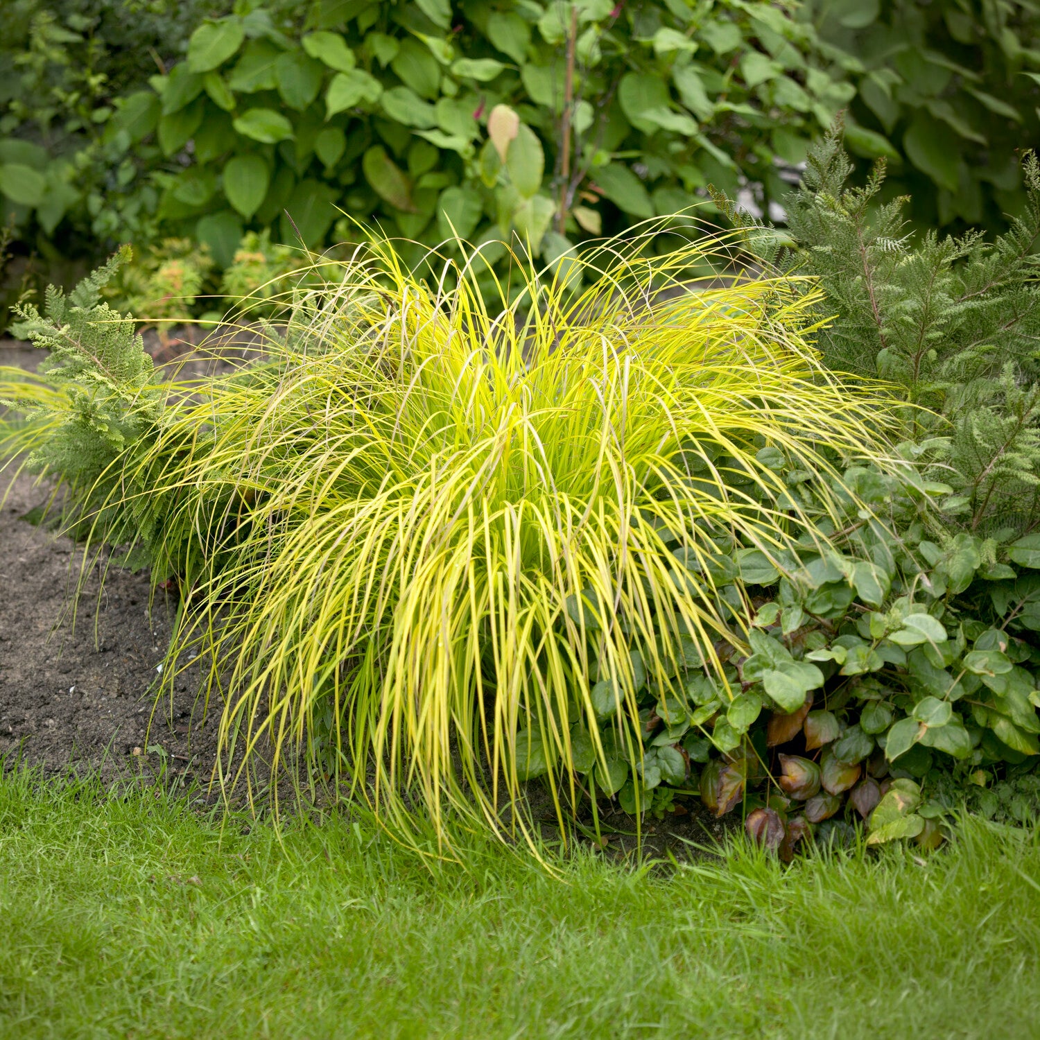 Zegge Aurea Carex - Bakker