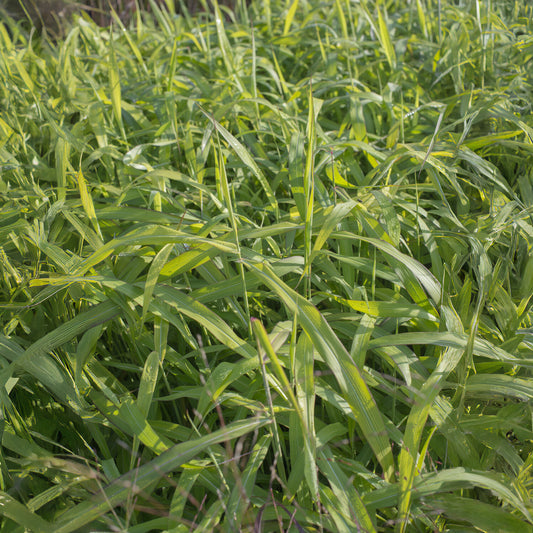 Spodiopogon sibiricus 'West Lake' - Bakker