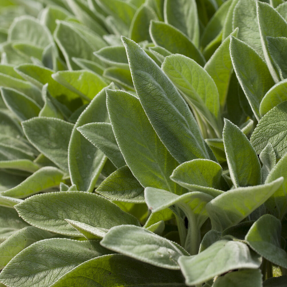 Verkoop Ezelsoor Big Ears - Stachys byzantina Big Ears