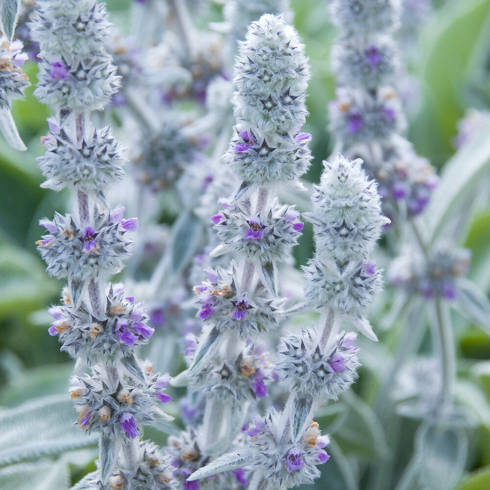 Vaste planten - Ezelsoor Big Ears - Stachys byzantina Big Ears