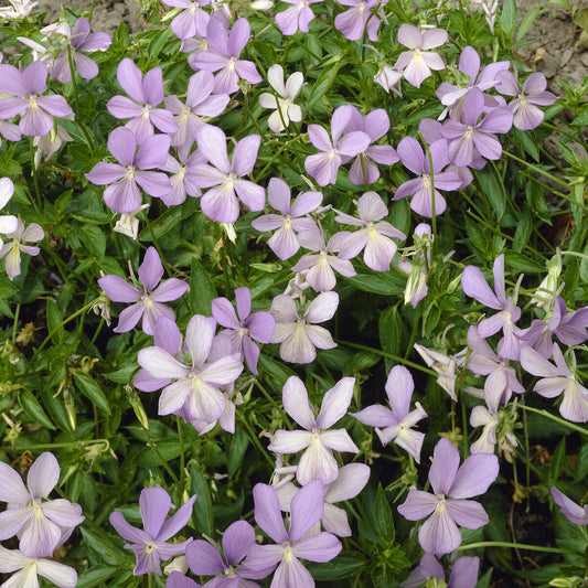 Viooltje Boughton Blue (x3)