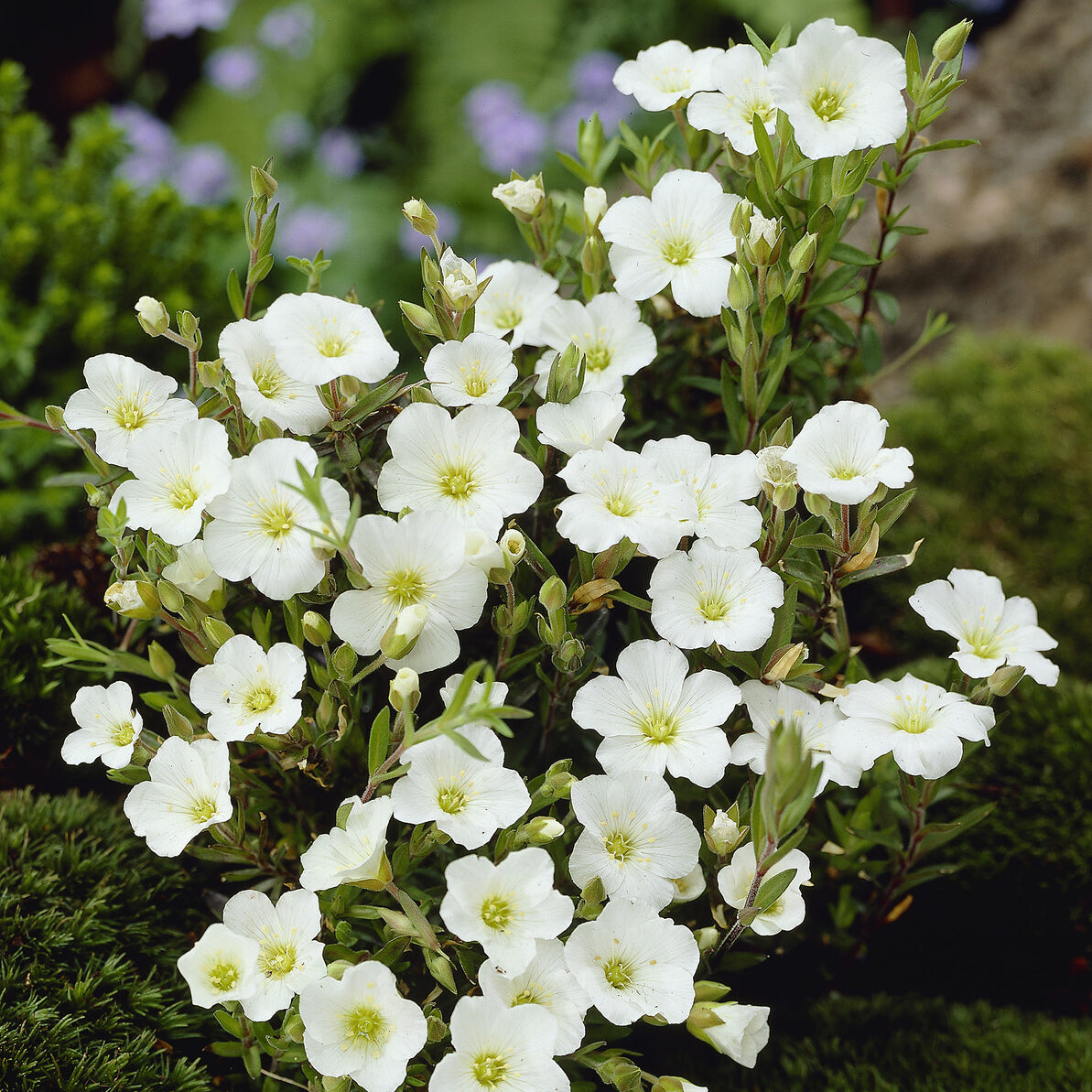 Zandkruid - Arenaria montana - Bakker