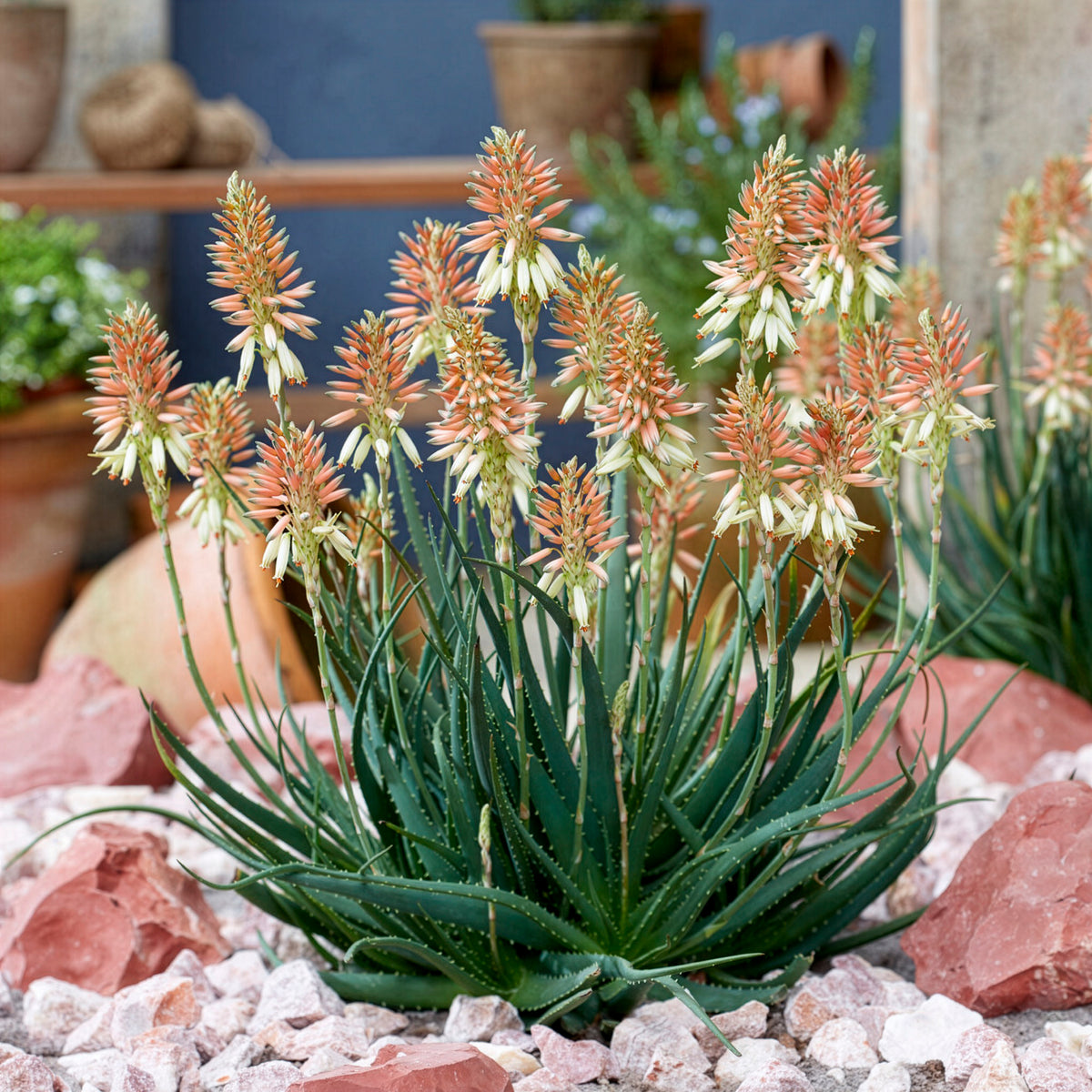 Aloe 'Safari Sunrise'® - Aloe x safari Sunrise ® - Bakker