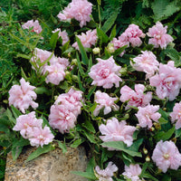 Dubbelkelkwinde Flore Peno - Bakker