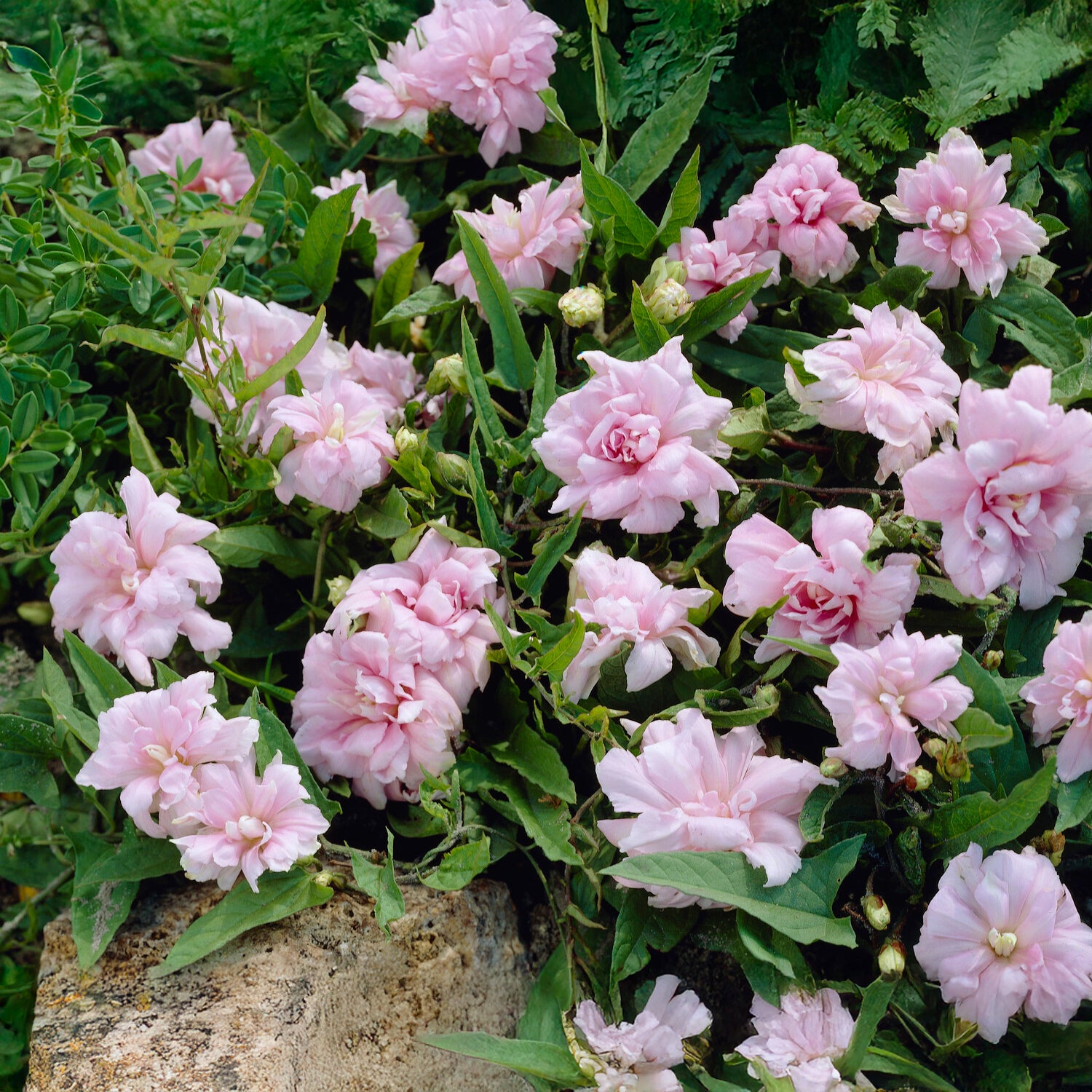 Dubbelkelkwinde Flore Peno - Bakker