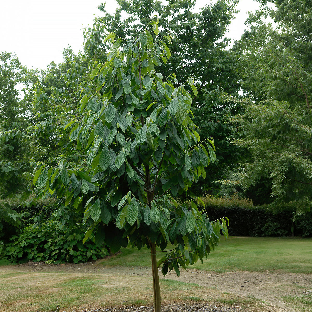 Exotische fruit -  - Asimina Triloba Prima