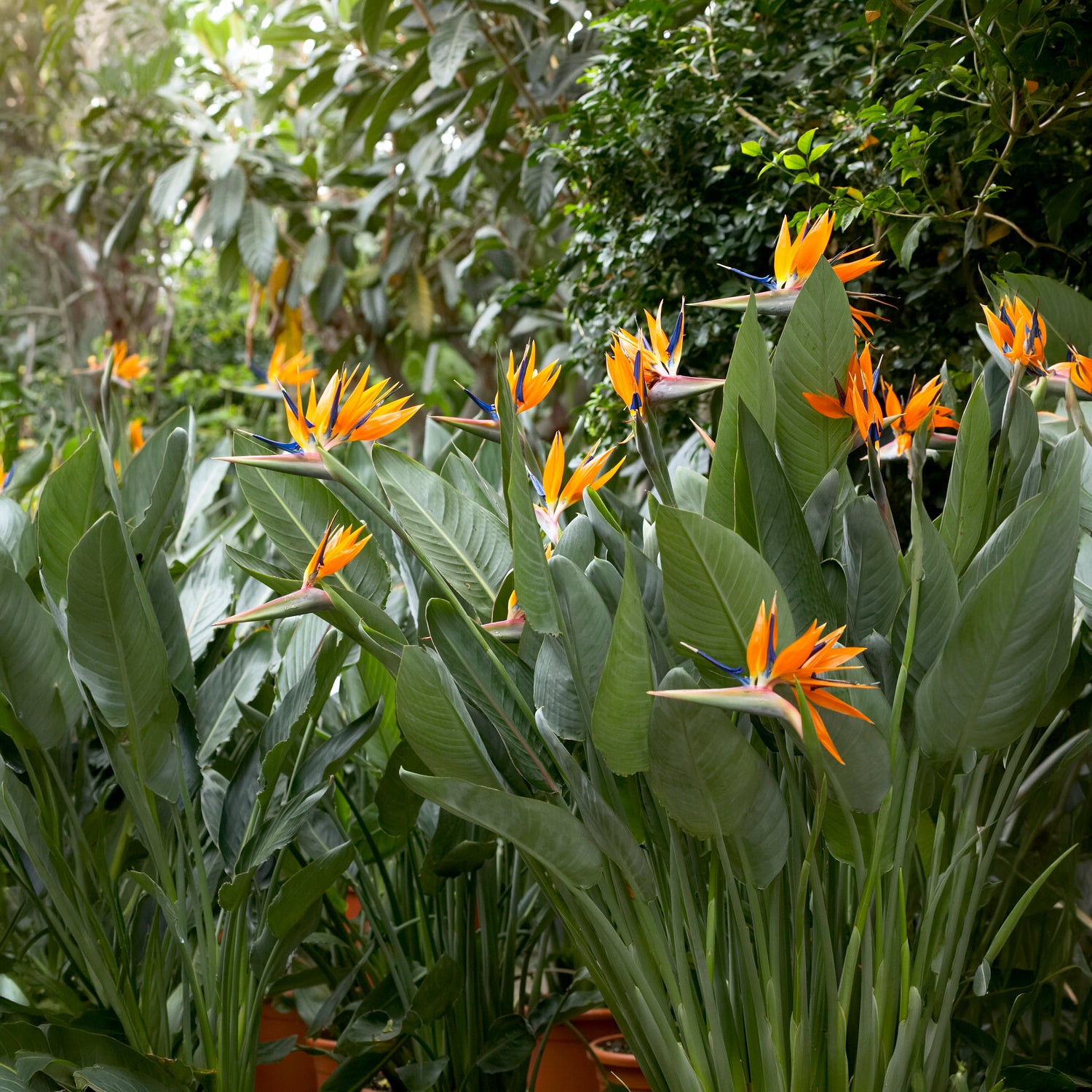 Paradijsvogelbloem Strelitzia - Strelitzia reginae - Paradijsvogelbloem - Bakker