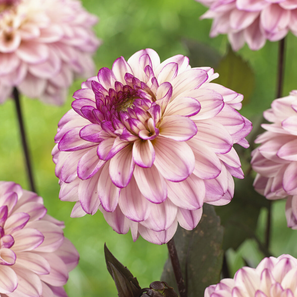 Dahlia  - Decoratieve Dahlia's 'Flashback' (x3) - Dahlia flashback