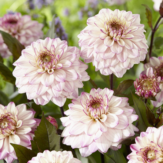 Decoratieve Dahlia's 'Flashback' (x3) - Bakker