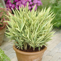 Dwergbamboe (Pleioblastus fortuneii) - Bakker