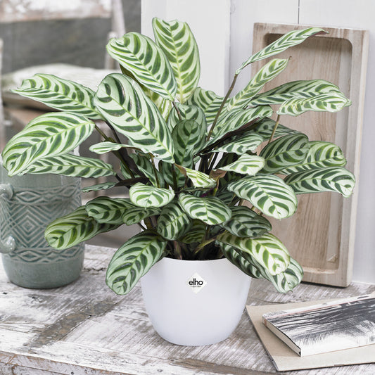 Ctenanthe Burle-marxii incl. witte sierpot - Bakker