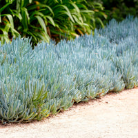 Senecio mandraliscae - Bakker
