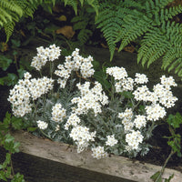 Duizendblad - Achillea umbellata - Bakker