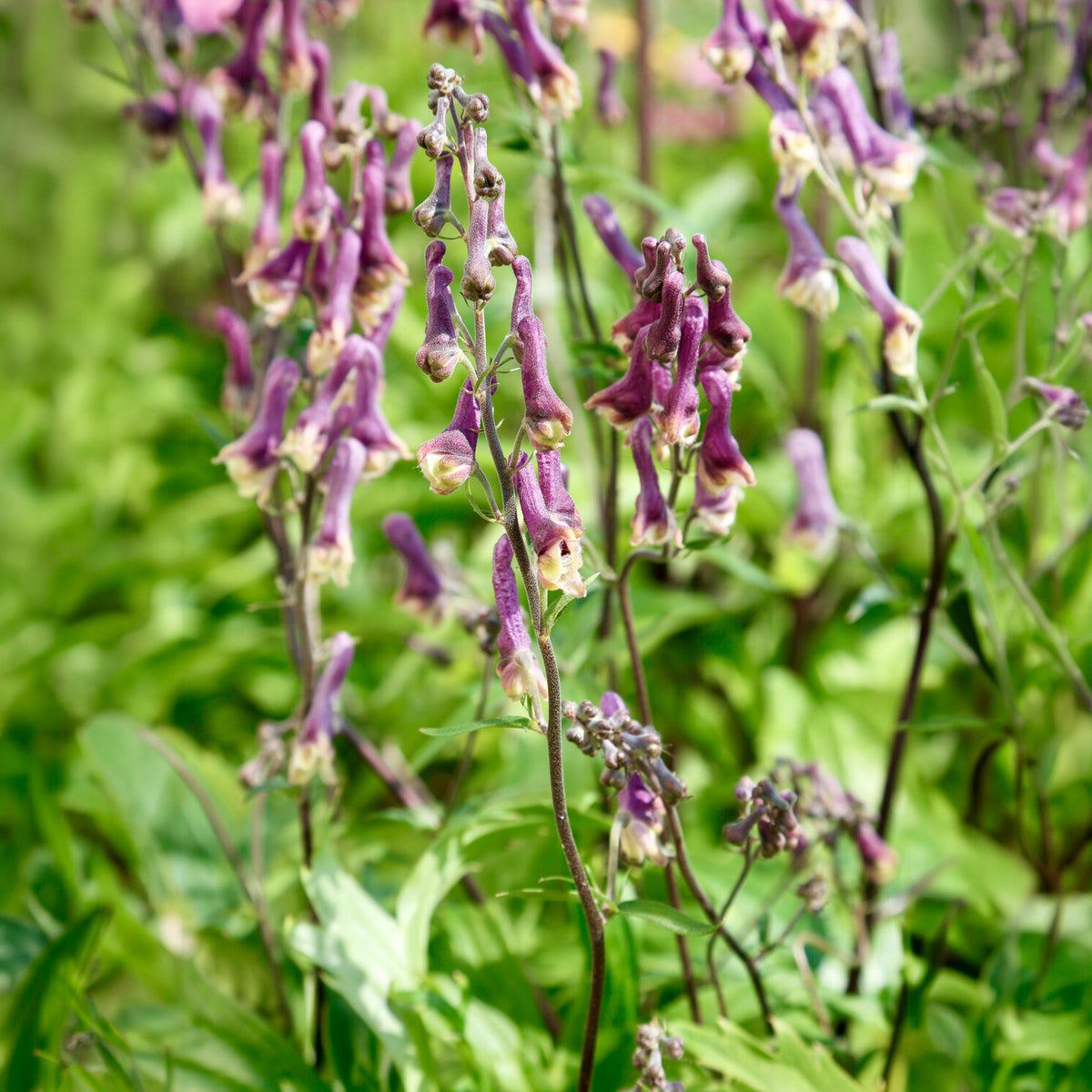 Monnikskap Purple Sparrow - Aconitum hybride purple sparrow - Bakker