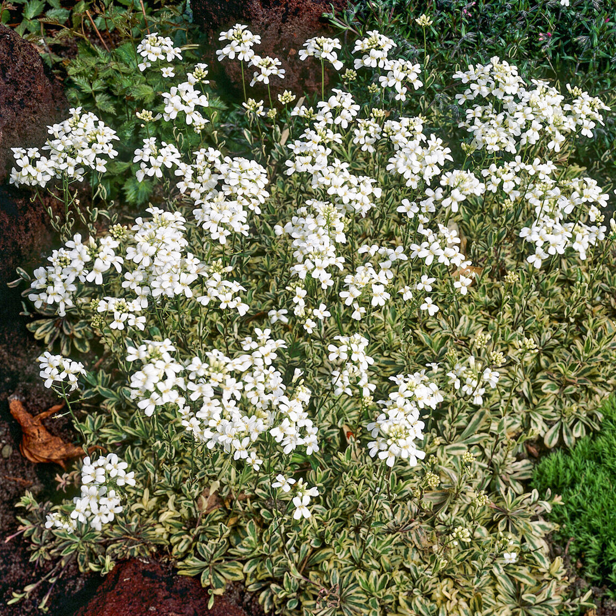Bontbladige Arabis - klimplant - Arabis ferdinandi-coburgii variegata - Bakker