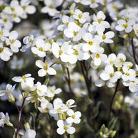 Bontbladige Arabis - klimplant - Bakker