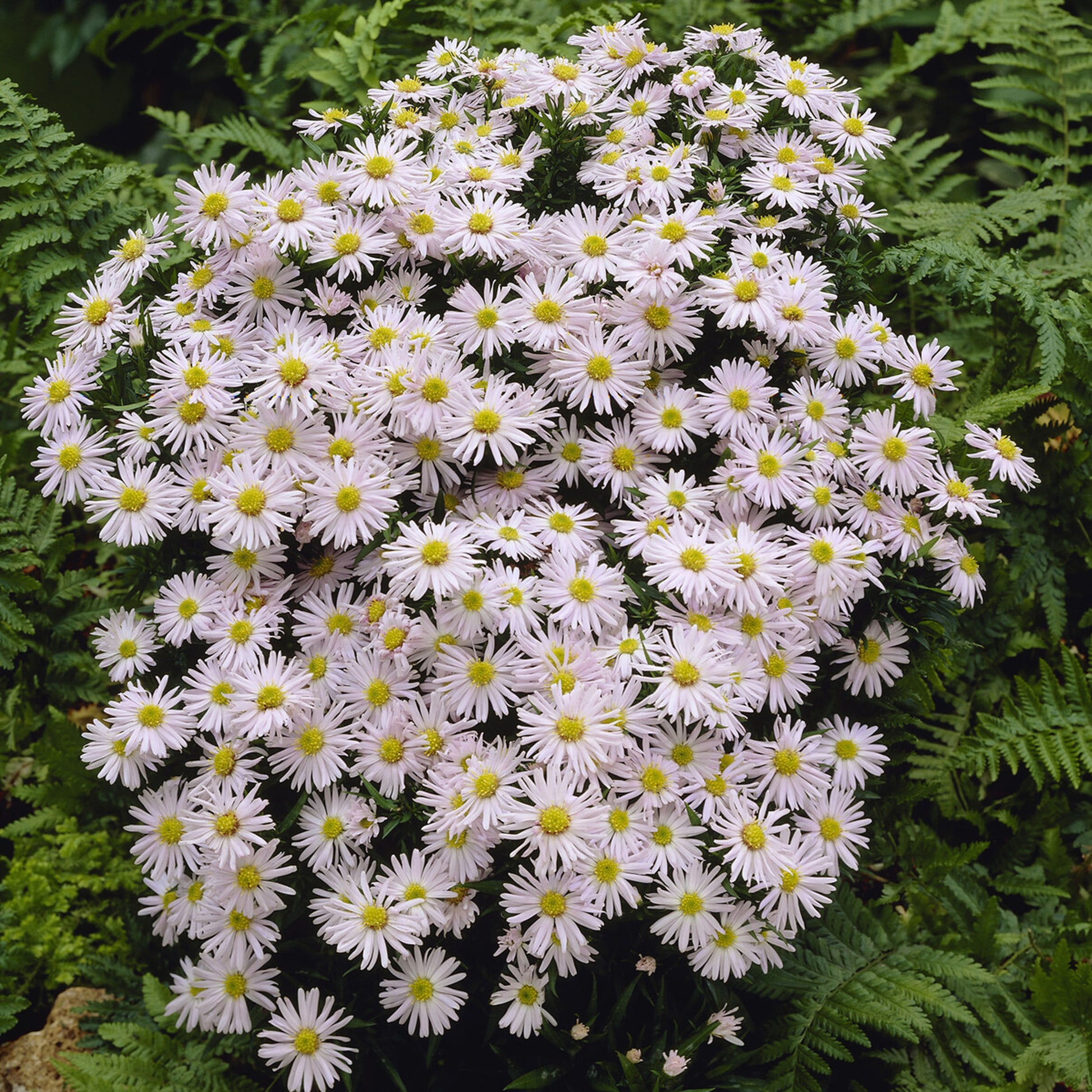 Herfstaster 'Snowsprite' - Bakker