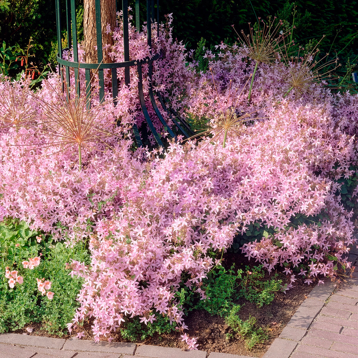 Kruipklokje Lisduggan Variety - Bakker